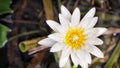 Morning light of Lilly water flower lotus with white petal and yellow pollen in lake Royalty Free Stock Photo