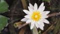 Morning light of Lilly water flower lotus with white petal and yellow pollen in lake Royalty Free Stock Photo