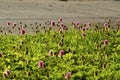 Morning light on Mimosa strigillosa powderpuff ground cover Royalty Free Stock Photo