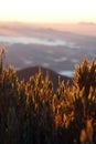 Morning light in the mountains with vegetation in the foreground