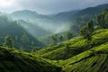 Morning light over tea plantation Royalty Free Stock Photo