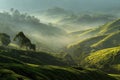 Morning light over tea plantation Royalty Free Stock Photo