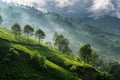 Morning light over tea plantation Royalty Free Stock Photo