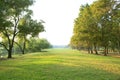 Morning light in public park with tree plant green grass field u