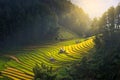 Morning light from rice on terrace at Vietnam Landscape