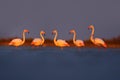 Morning light, sea water. Greater Flamingo, Phoenicopterus ruber, nice pink big bird, animal in the nature habitat, Camargue, Fran Royalty Free Stock Photo