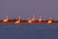 Morning light, sea water. Greater Flamingo, Phoenicopterus ruber, nice pink big bird, animal in the nature habitat, Camargue, Fran Royalty Free Stock Photo