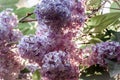 lilac bush glowing in the morning sun Royalty Free Stock Photo