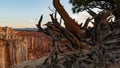 Gnarled tree roots frame red rock cliffs