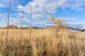 Morning light spreads over expansive field of golden seed grass and long stems under cloudy blue sly