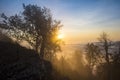 Morning light in the tree crown