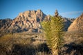 Young Joshua Trees growing in Red Rock Canyon Conservation Area