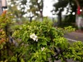 Morning Macro Plants Bokeh Effect