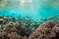 Morning Maldives underwater