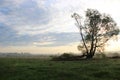 In the morning on the meadow