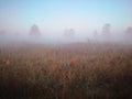 Morning meadow covered with grass and plantz