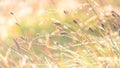 Morning meadow - fresh grass, raindrops, spider webs, sunlight background, nature background Royalty Free Stock Photo