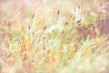 Morning meadow - fresh grass, raindrops, spider webs, sunlight background, nature background