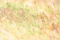 Morning meadow - fresh grass, raindrops, spider webs, sunlight background, nature background