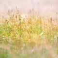 Morning meadow - fresh grass, raindrops, spider webs, sunlight background, nature background Royalty Free Stock Photo