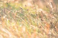 Morning meadow - fresh grass, raindrops, spider webs, sunlight background, nature background Royalty Free Stock Photo