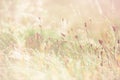 Morning meadow - fresh grass, raindrops, spider webs, sunlight background, nature background