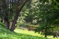 morning, meadow, one, lake, pond, forest, nature, green