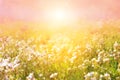 Morning meadow in the sunbeams Royalty Free Stock Photo