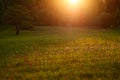 Morning meadow with wild orchid flowers. Sunrise in nature. Broad-leaved Marsh Orchid, Dactylorhiza majalis, European terrestrial