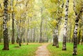 Morning mist in autumn birch forest Royalty Free Stock Photo