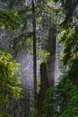 Morning Mist behind Ancient Firs & Cedars