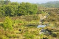 Morning Mist on Bovey Heath