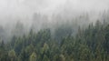 Pine Forest With Pure Morning Mist Royalty Free Stock Photo