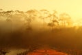 Morning mist cover pine tree forest Royalty Free Stock Photo