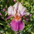 A morning mist covered violet and pink colored iris florentina flower close up Royalty Free Stock Photo