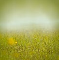 Morning mist and dew on grass and flowers