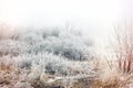 Morning mist fog and hoarfrost - hoar on tree and bush, winter landscape