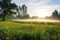 morning mist hanging over a meadow sprinkled with wildflowers