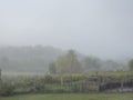 Morning mist in de valley