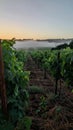 Morning mist lingers between rows of lush grapevines, with the dawn's early light casting a serene glow over the Royalty Free Stock Photo