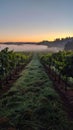 Morning mist lingers between rows of lush grapevines, with the dawn's early light casting a serene glow over the Royalty Free Stock Photo