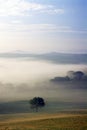 A Morning mist with lone tree in fields around San Quirico Val D`Orcia Tuscany Italy Royalty Free Stock Photo