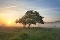 Morning mist and oak Royalty Free Stock Photo