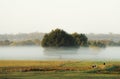 Morning mist in the pasture of the farm Royalty Free Stock Photo