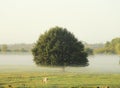 Morning mist in the pasture of the farm Royalty Free Stock Photo