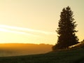 Countryside morning mist yellow sky and tree silhouette