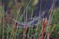 Morning Mist on Spider`s Web Royalty Free Stock Photo