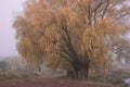 Morning mist and sun light. Fog over golf course during beautiful fall sunrise. Colorful autumn trees on a bright green lawn. Hori Royalty Free Stock Photo