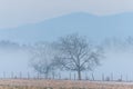 Morning mists in the plain in winters