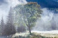Morning misty autumn mountain landscape Royalty Free Stock Photo